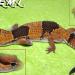 Geckos Africain Fat Tail