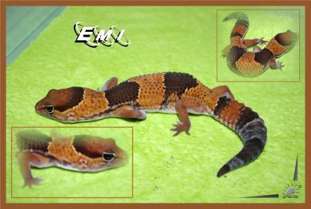 Geckos Africain Fat Tail