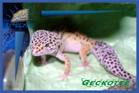 Geckotte