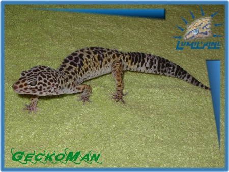 GeckoMan