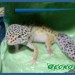 Geckotte
